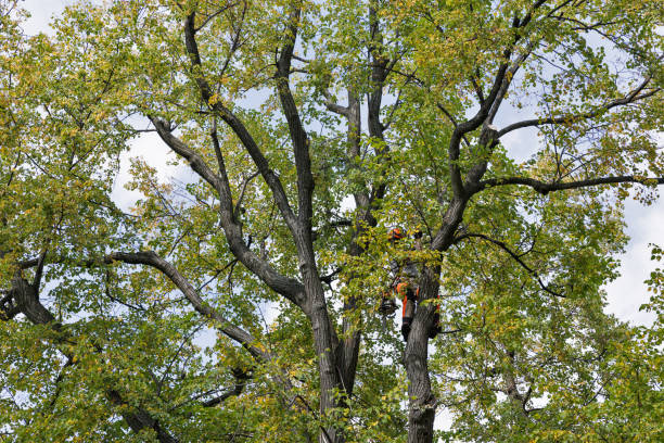 Seasonal Cleanup (Spring/Fall) in Hazardville, CT